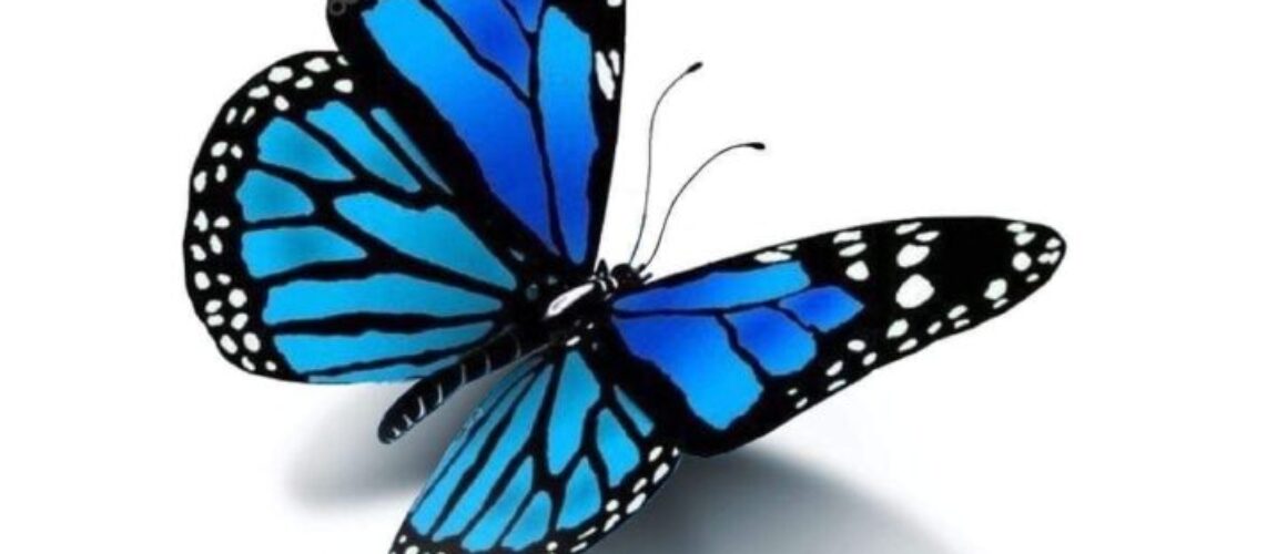 motyl