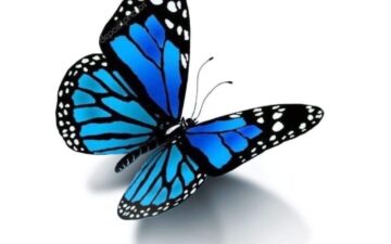 motyl