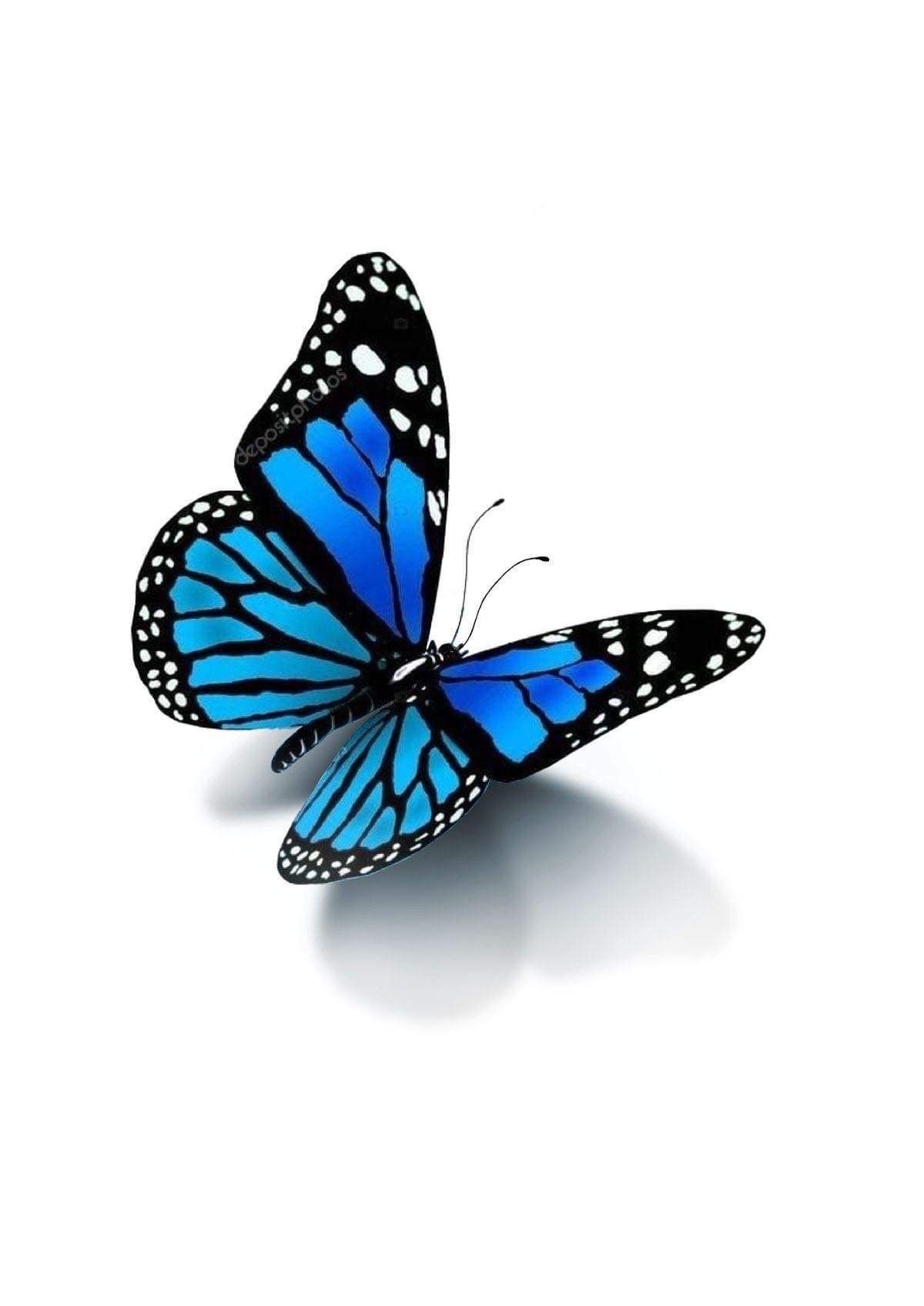 motyl